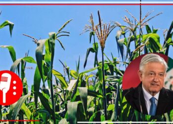 Presenta AMLO Jornadas de Producción para el Autoconsumo; participarán 14 mil agrónomos