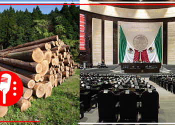 Diputados aprueban iniciativa presidencial de reformar el Código Penal Federal para endurecer sanciones por tala ilegal