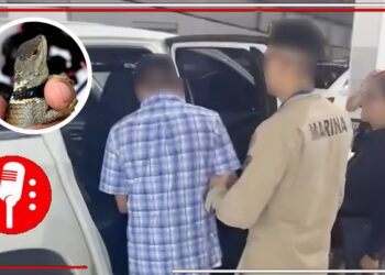Detenido en AICM: Hombre intentaba exportar 299 reptiles a Japón