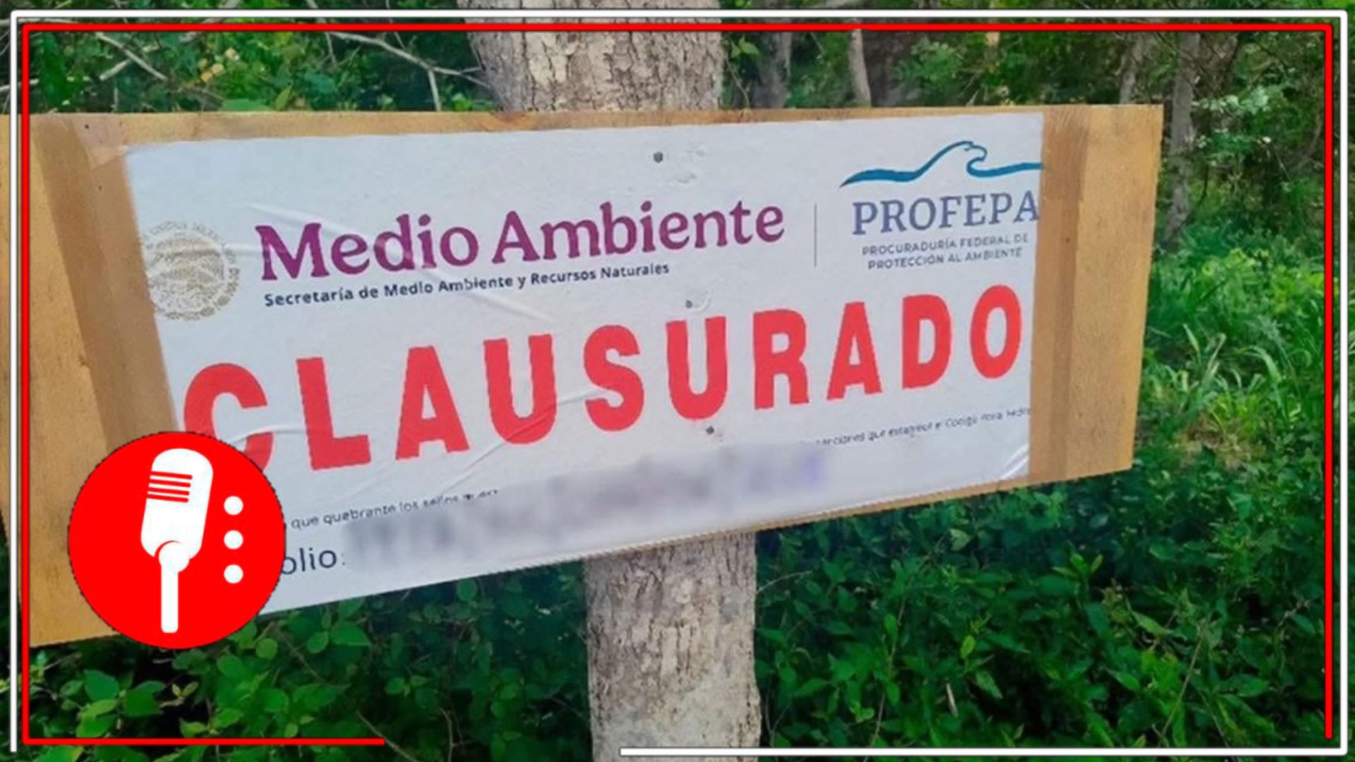 Profepa clausura predio menonita por deforestar selva en Yucatán