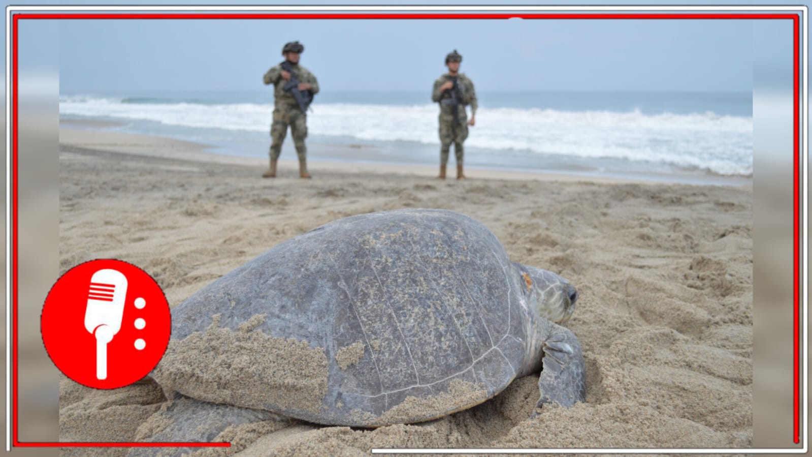 Más de 117 mil tortugas golfinas llegan a Escobilla