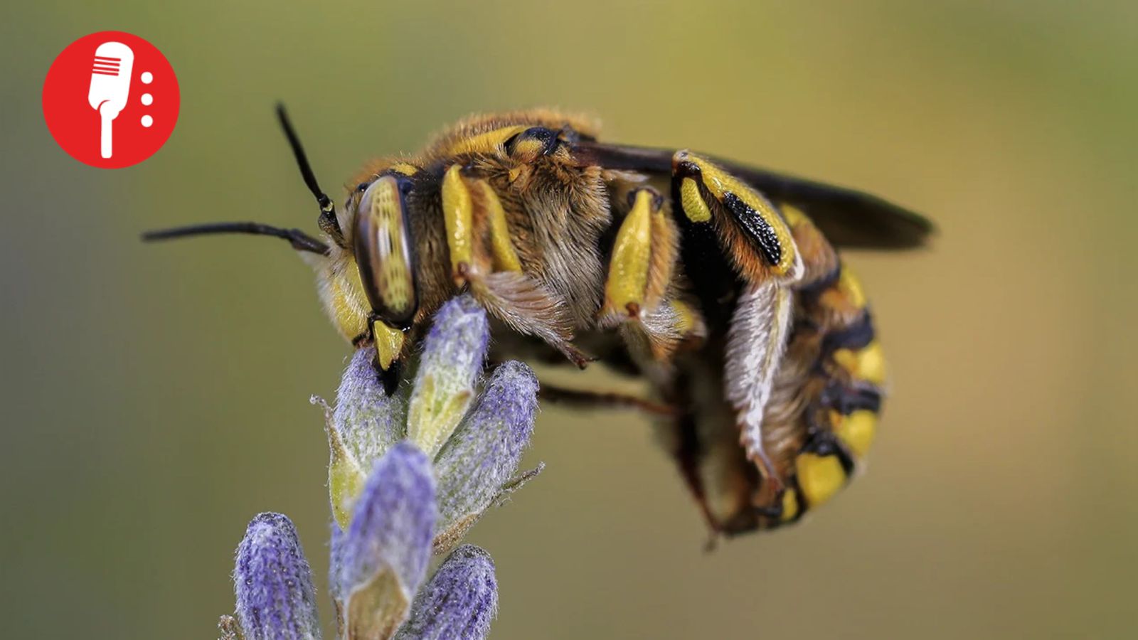 ¿Qué es más letal en México: un alacrán, una abeja o una serpiente?
