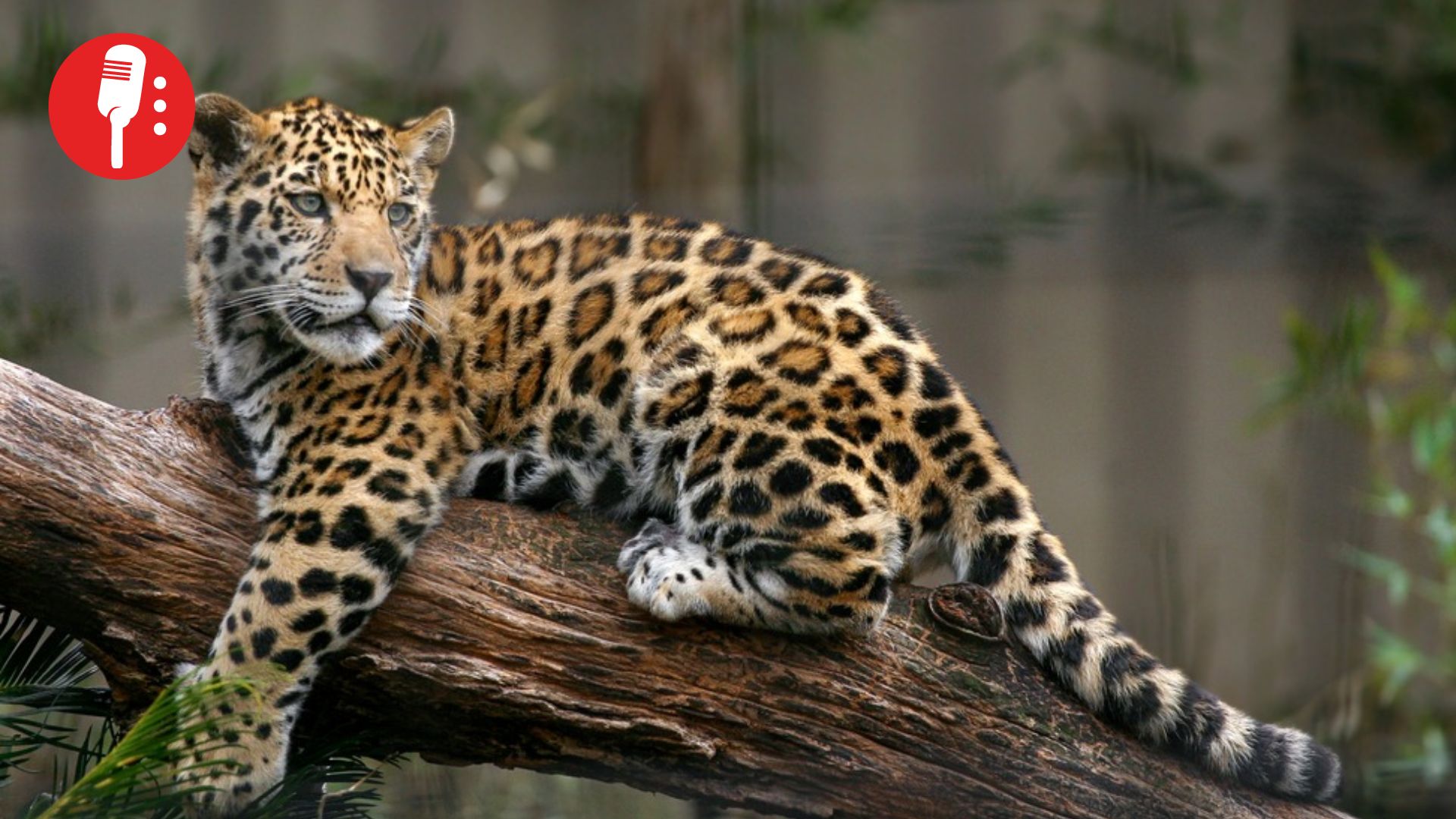 Población de jaguares crece 10% en México