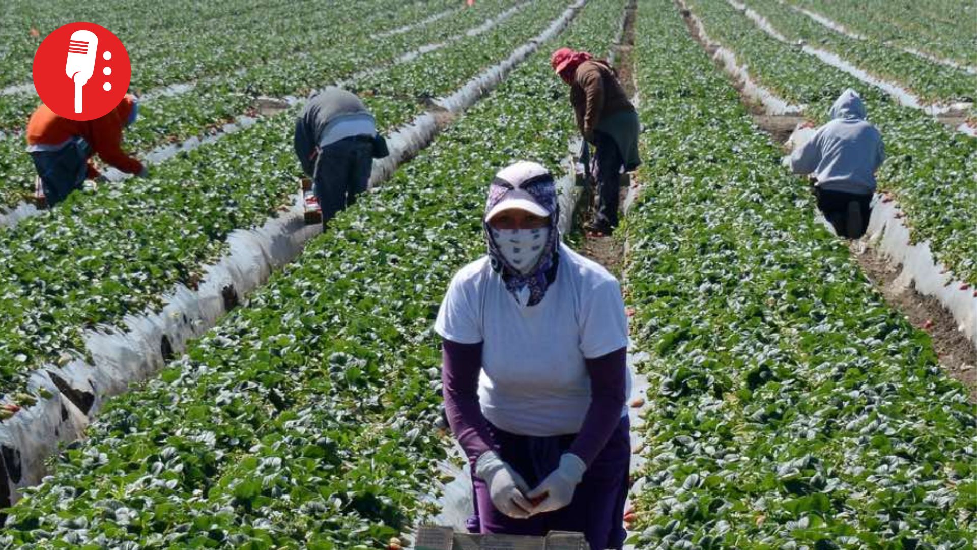 Explotación disfrazada de oportunidad: el costo humano de los programas laborales