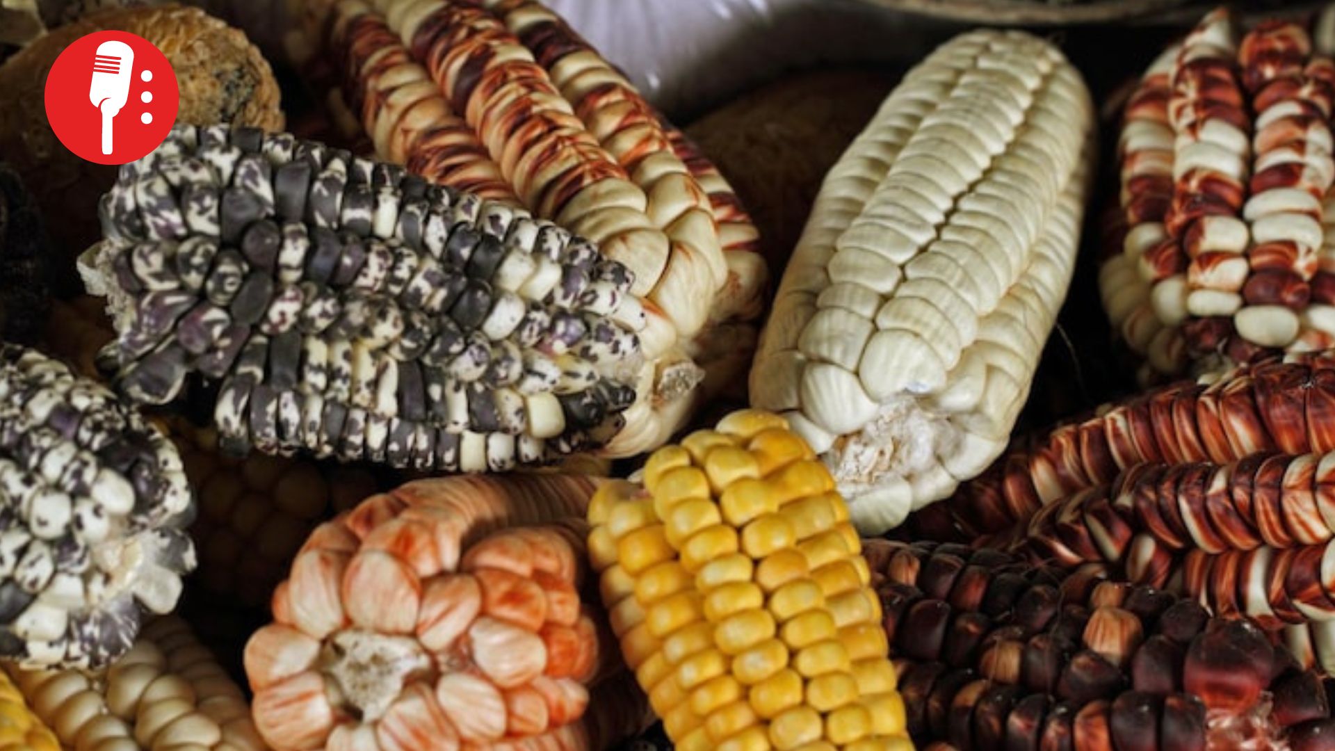 El acelerado consumo de proteína animal aumenta demanda de granos