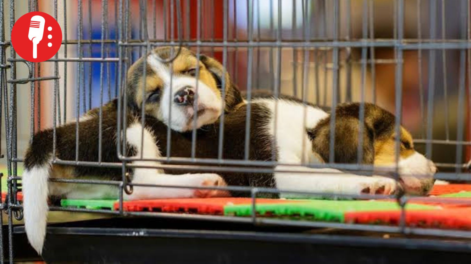 CDMX pone fin a la exhibición de animales de compañía en vitrinas: nuevas reglas para adopción y venta