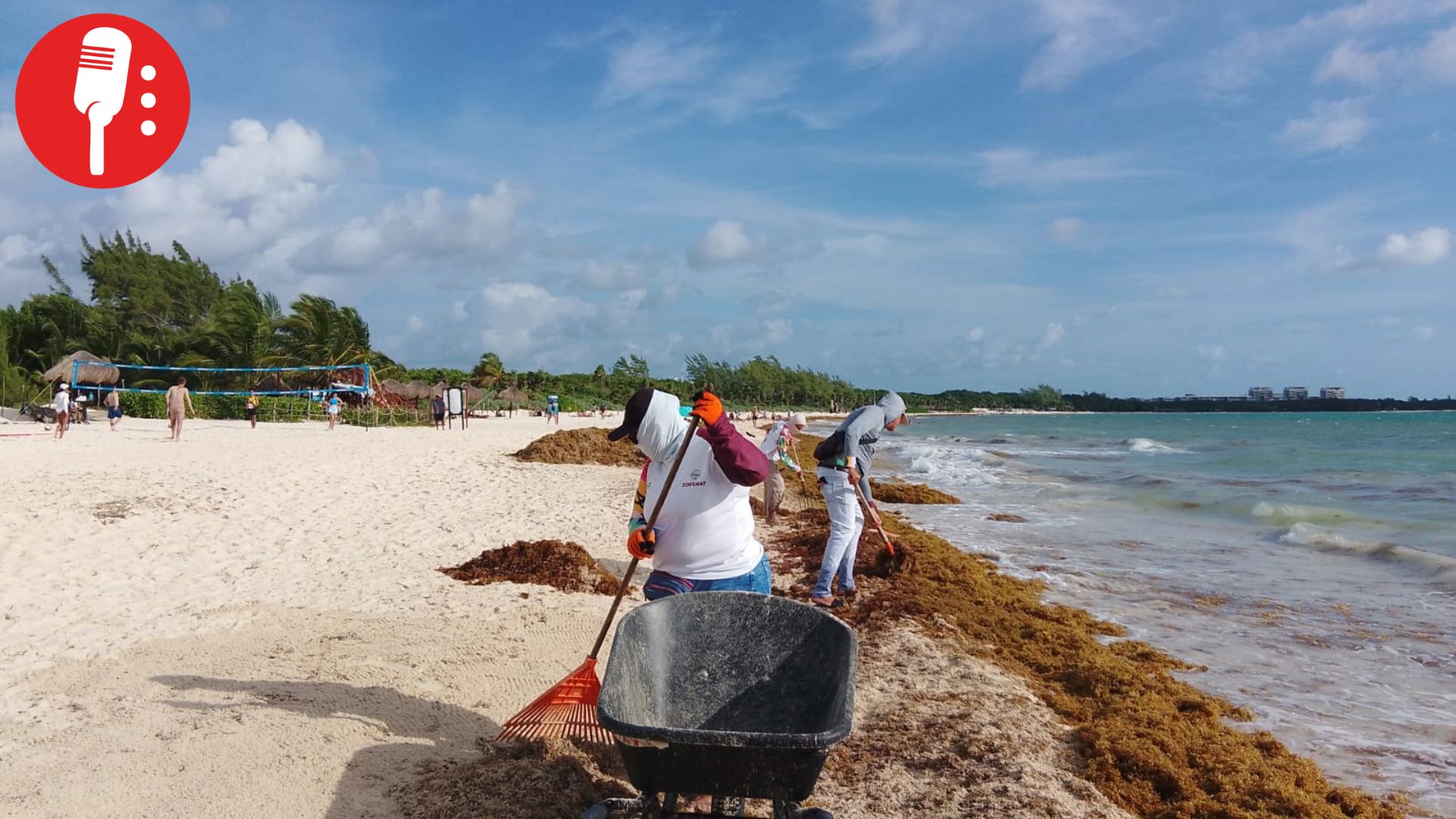 Gobierno de Playa del Carmen atiende recale atípico de sargazo en playas