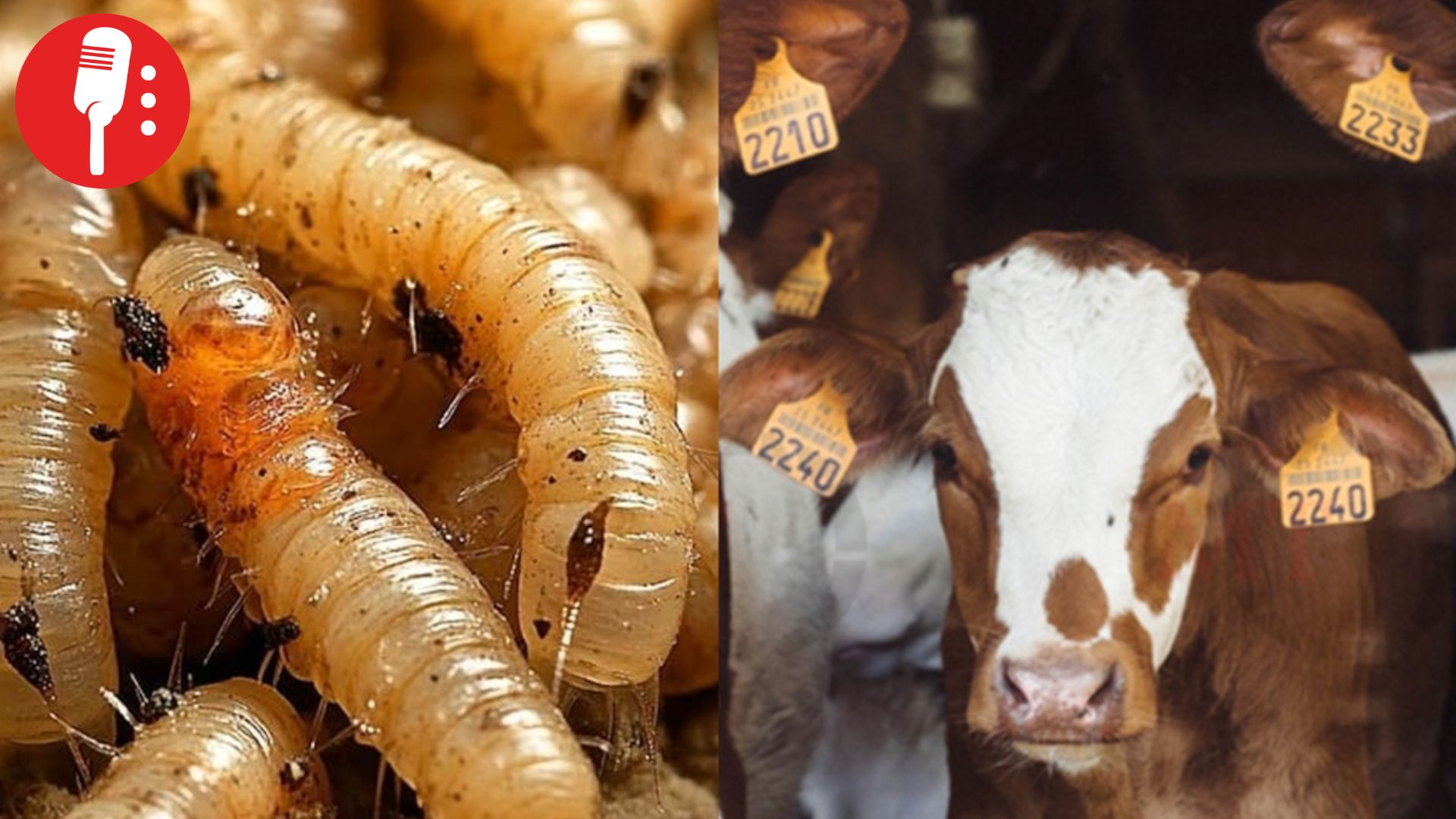 Coordinación entre SEDARPE y Federación para proteger la ganadería del gusano barrenador