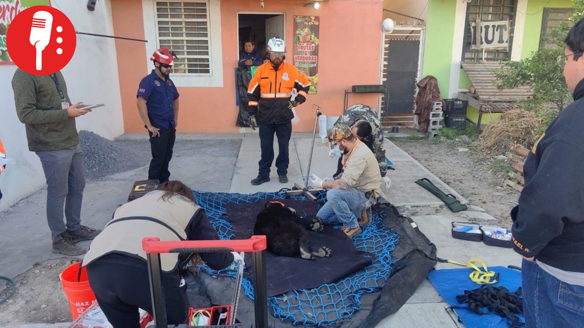 Rescatan a oso negro atrapado en la copa de un árbol en Apodaca