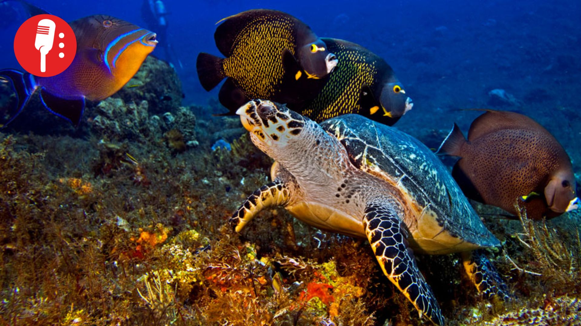 México activa acuerdo de la ONU para proteger la biodiversidad marina en altamar