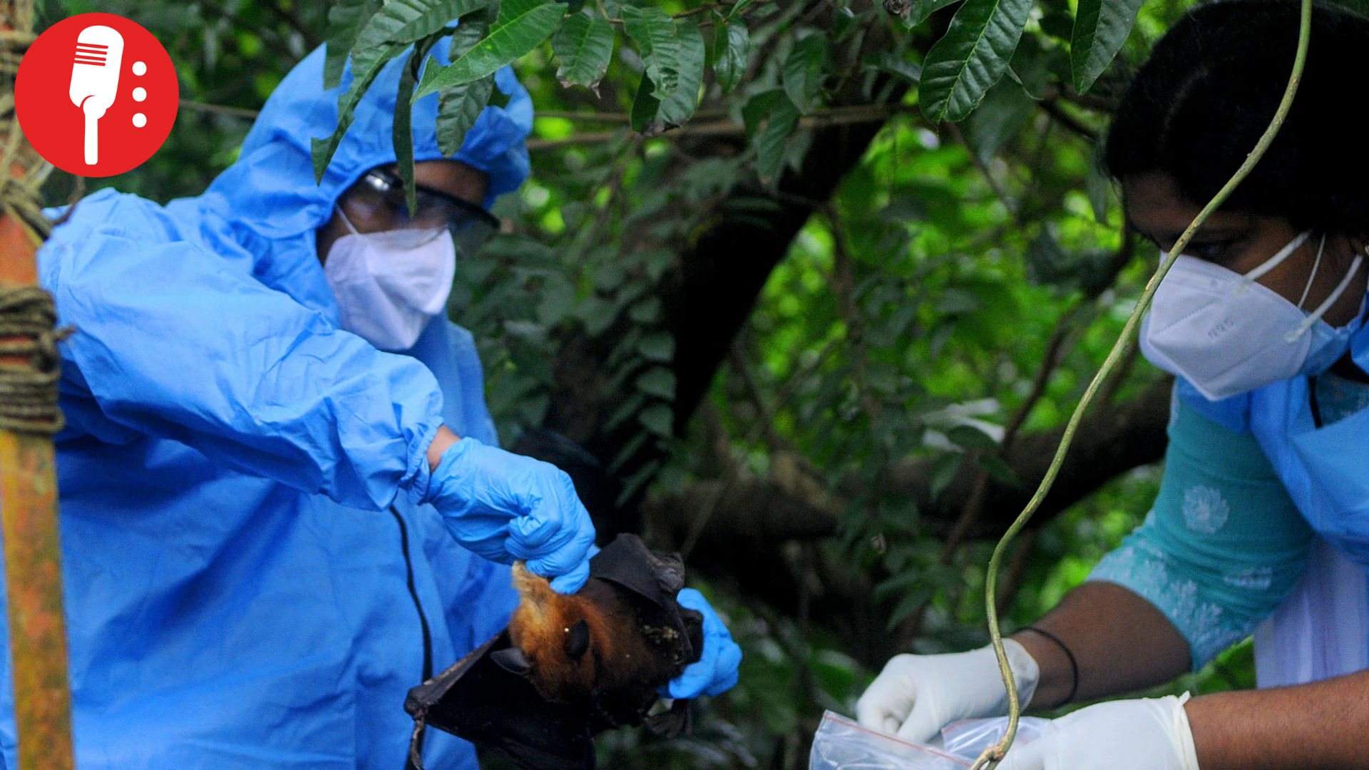 Crece preocupación por virus Nipah en India tras confirmarse cinco casos