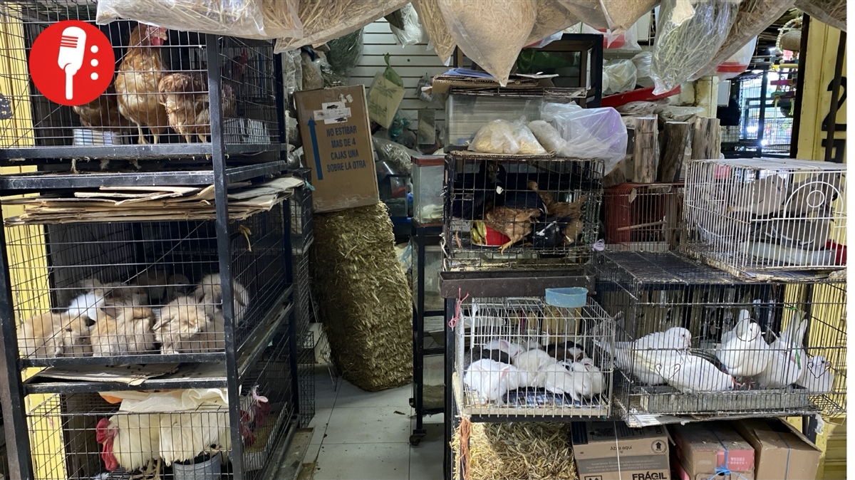 Mercado de Sonora prohíbe venta de animales vivos