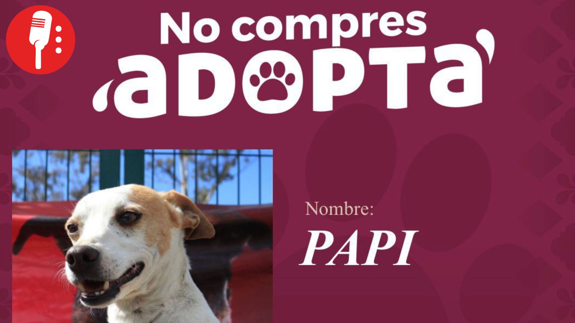 Pepe Chedraui impulsa adopción responsable de perritos en Puebla capital