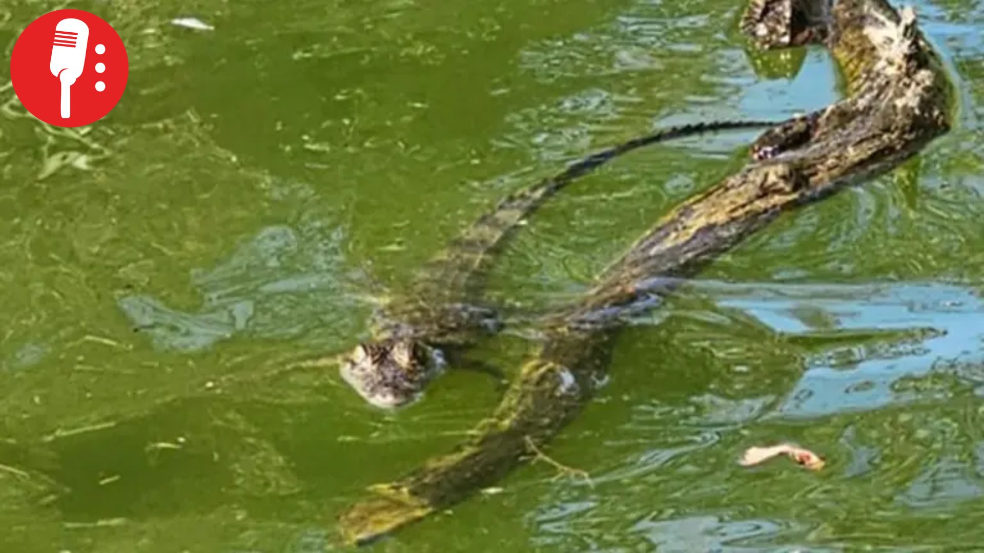 Rescatan a cocodrilo de pantano hallado en el lago del Parque Tezozómoc