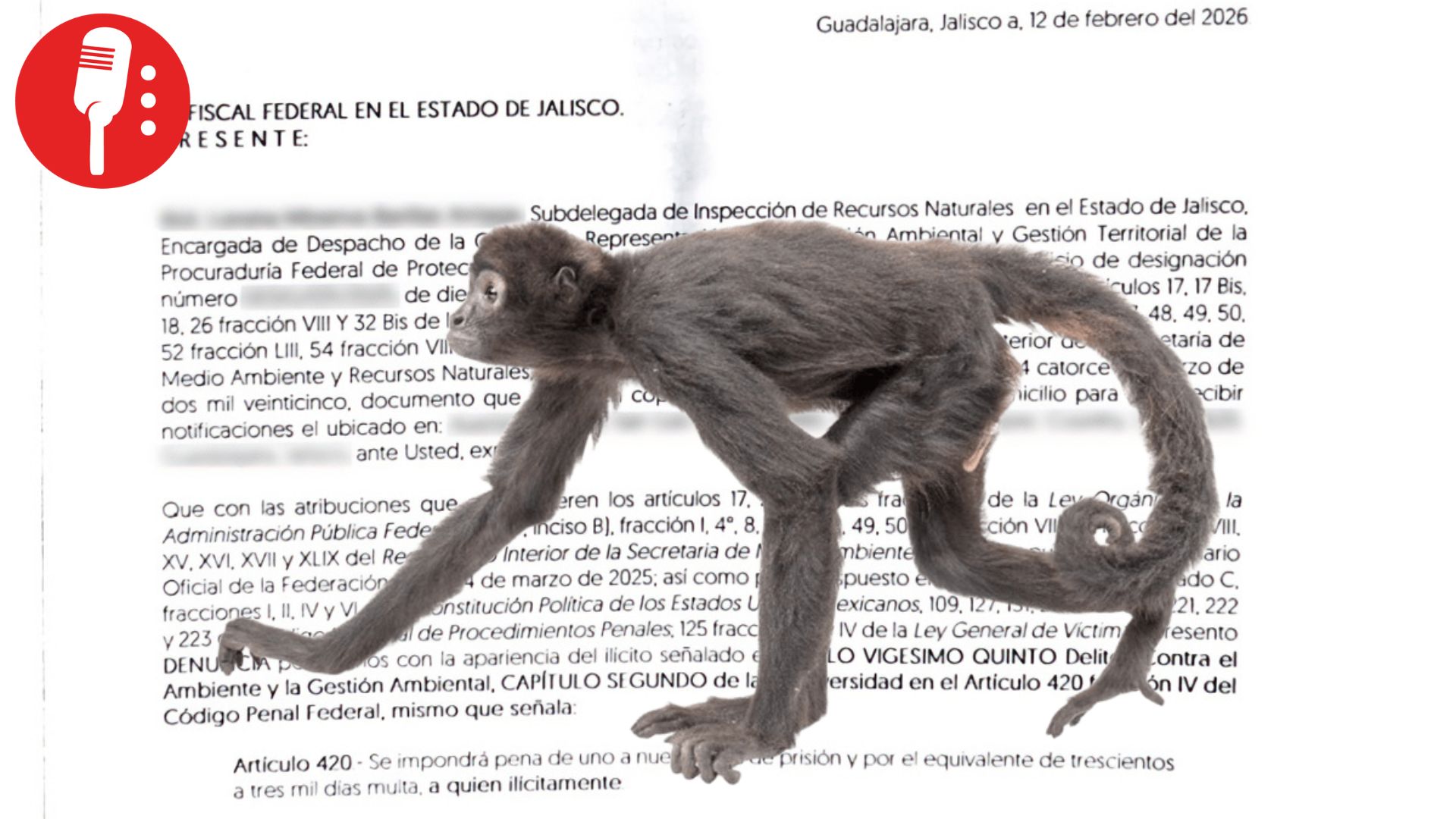 Profepa inicia la denuncia por posesión de mono araña de regidora de Ocotlán